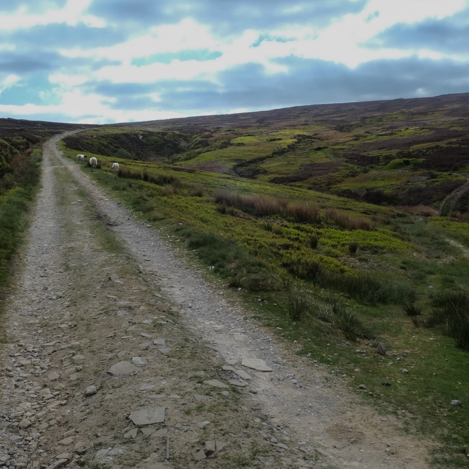 Gravel track stretching into the distance across open moorland with sheep grazing nearby under an overcast sky