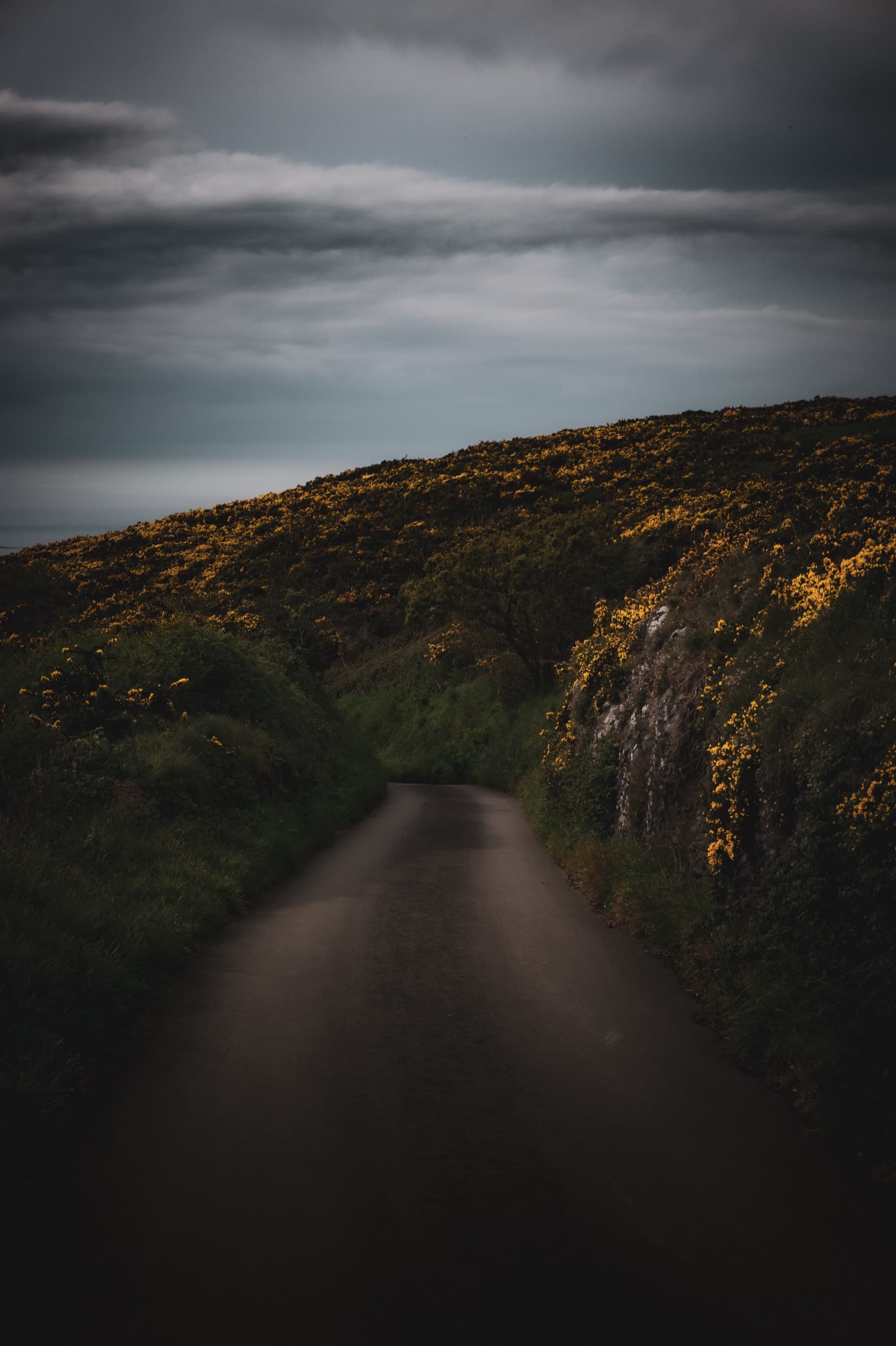 Narrow coastal lane winding uphill between banks of bright yellow gorse under dark moody clouds at dusk