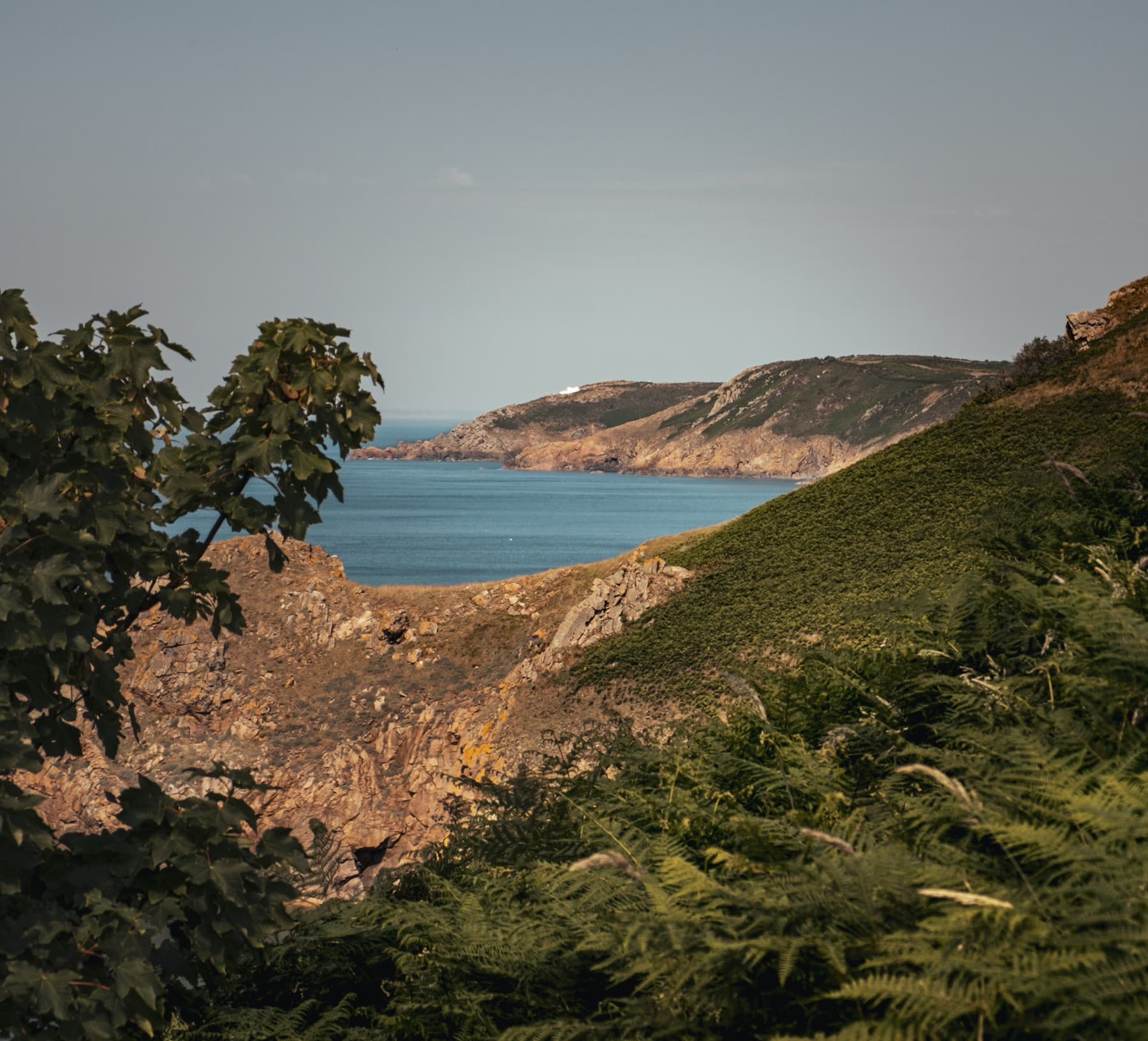 View through ferns and trees toward a distant bay and rugged coastal cliffs bathed in warm afternoon light