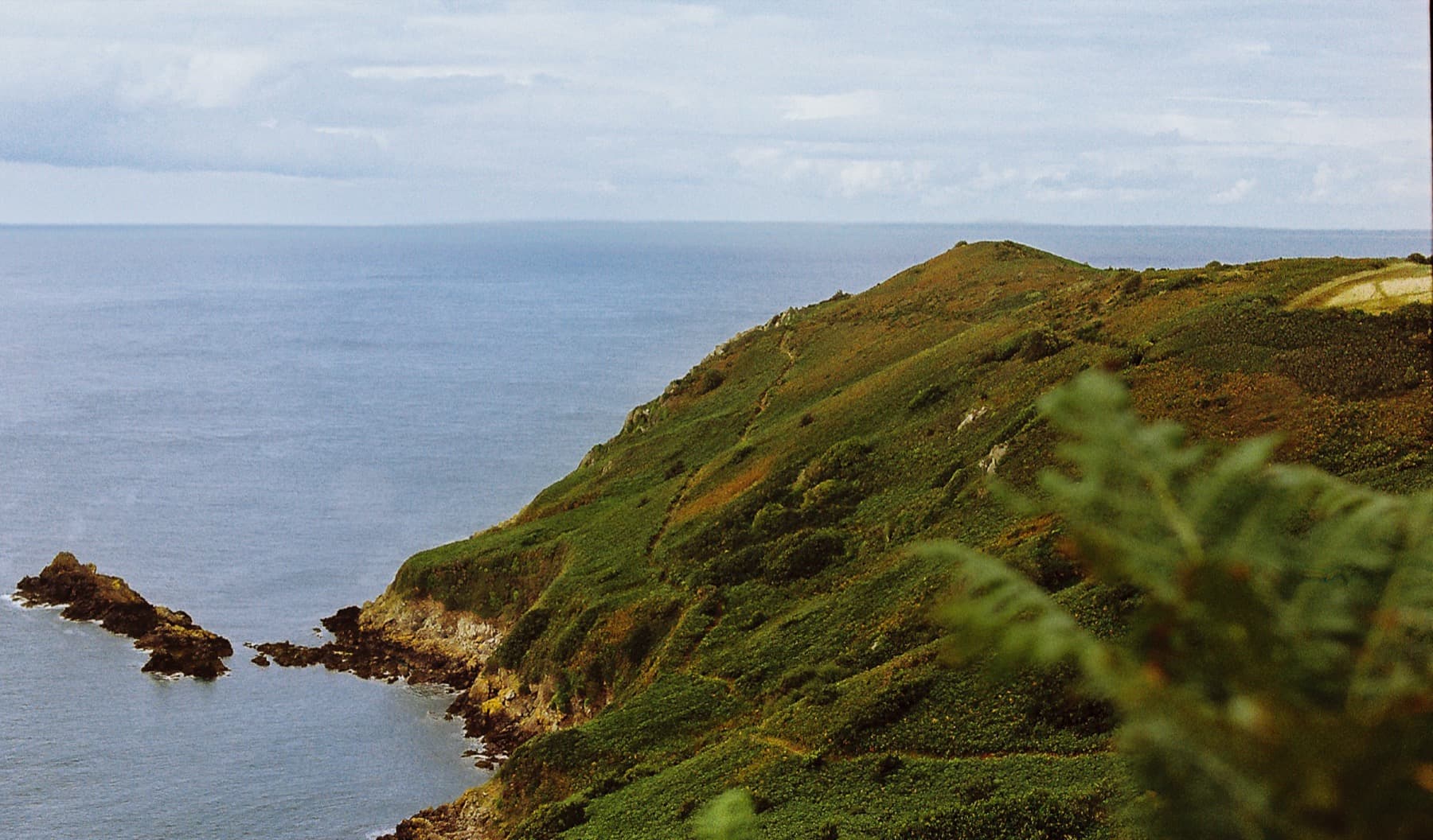 Green headland with worn cliff paths jutting into a calm blue-grey sea, with fern fronds blurred in the foreground