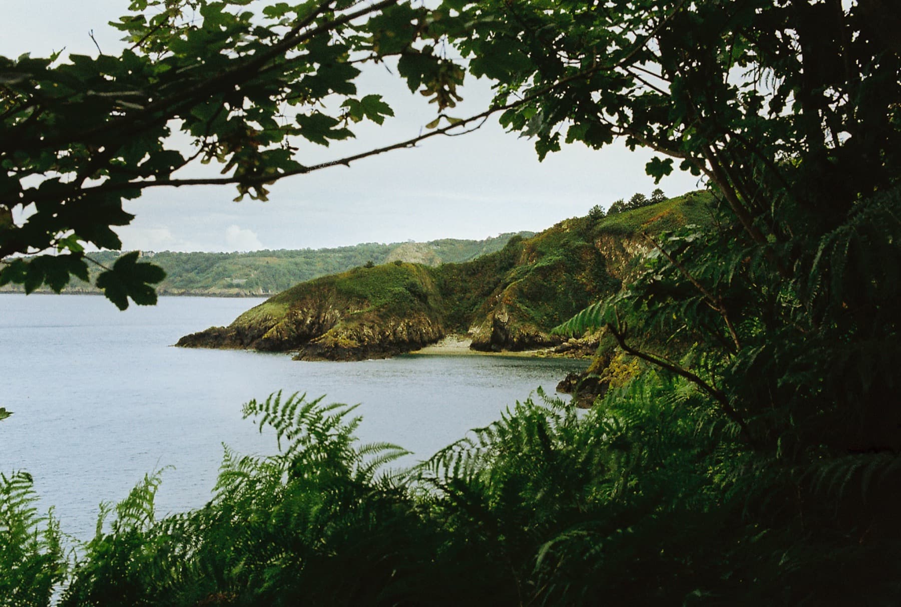 Hidden cove with rocky green headland glimpsed through overhanging oak branches and ferns on a still summer day