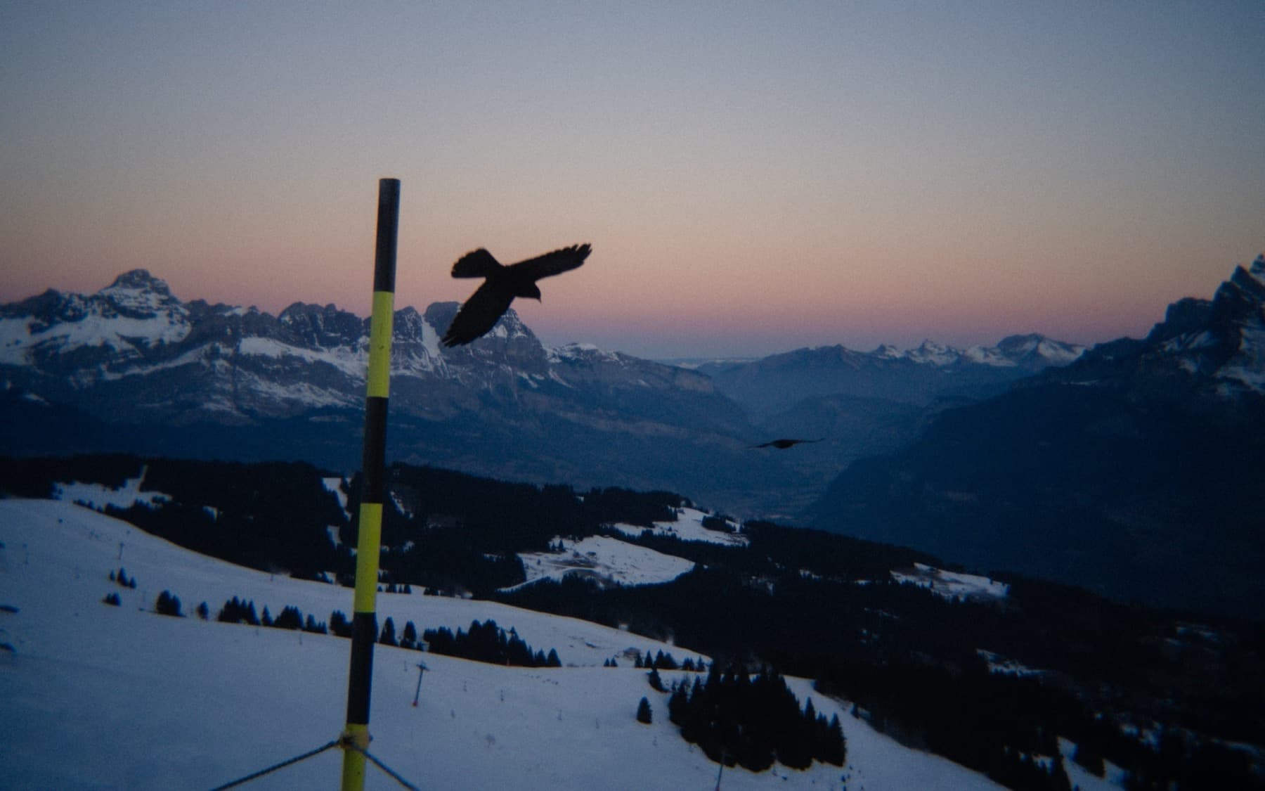 Black bird in flight silhouetted against a sunset sky over snow-covered ski slopes, with distant alpine peaks on the horizon