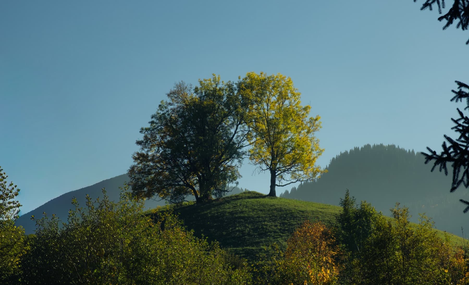 Two large deciduous trees standing together on top of a rounded green hillock framed by mountains and blue sky near Megeve