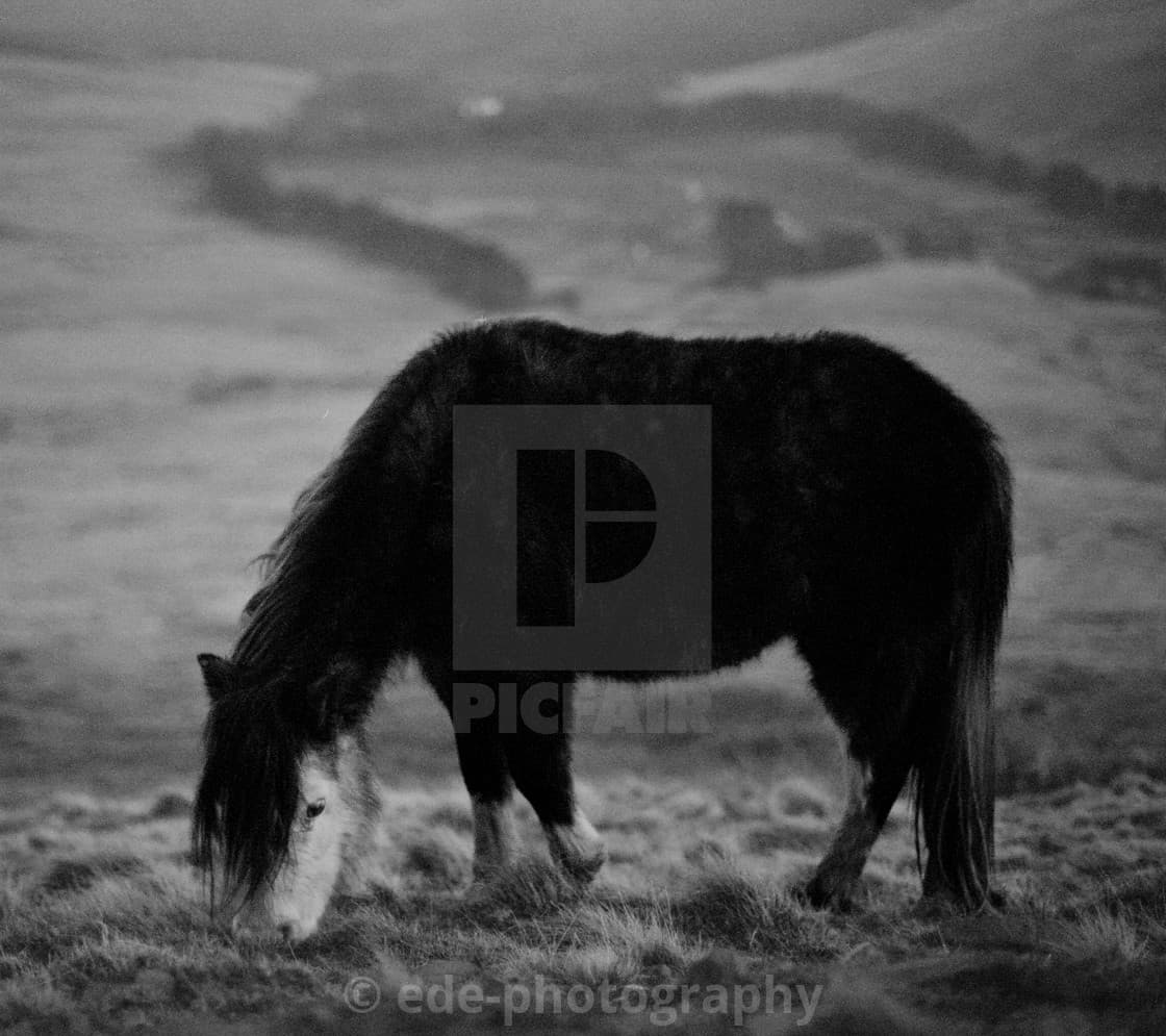 Brecon Pony